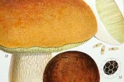 25th February 2023. Cooke Edible Fungi