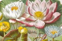 25th February 2023. Elizabeth Twining Botanical Prints