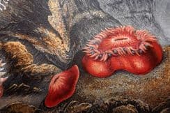 25th February 2023. Kingsley Sea Life Prints