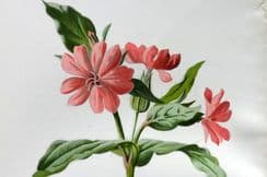 25th January 2022. Hulme Wild Flowers