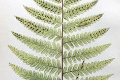 25th January 2022. Lowe Fern Prints