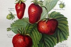 25th January 2022. Wright Fruit Prints