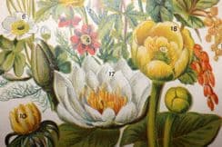 25th January 2026. Gordon Botanical Prints