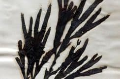 25th January 2026. High Quality Pressed Victorian Seaweeds
