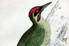25th January 2026. Morris Bird Prints