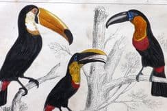 25th June 2025. Goldsmith Birds & Natural History