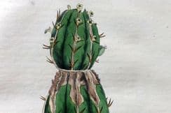 25th June 2025. Woodville Medical Botany