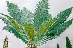25th March 2023. Britten Fern Prints
