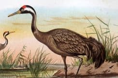 25th March 2023. Finn Indian Sporting Birds