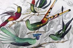 25th March 2023. Goldsmith Birds & Natural History