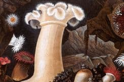 25th March 2023. Gosse Anemones & Corals