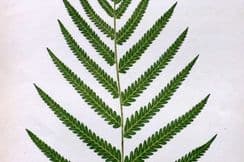 25th March 2023. Lowe Fern Prints