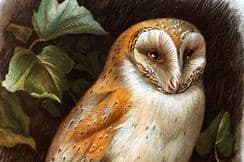 25th March 2023. Swaysland & Thorburn Birds