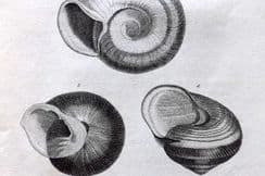 25th March 2024. Cuvier Shell Prints