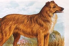 25th March 2024. Dalziel Dog Prints
