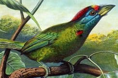 25th March 2024. Intellectual Observer Natural History & Science