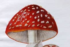 25th March 2024. MAFF Mushroom Prints