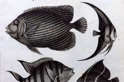 25th March 2024. Rees Fish Prints