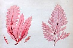 25th March 2026. Gatty Seaweed Prints