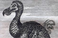 25th May 2023. Goldsmith Natural History, Birds, Ethnic