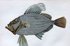 25th November 2023. Aflalo Fish Prints