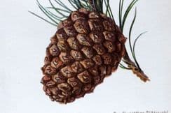 25th November 2023. Boulger Tree & Botanical Prints