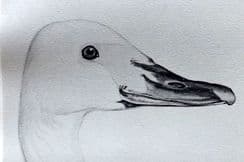 25th November 2023. Jemima Blackburn Bird Prints