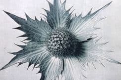 25th October 2022. Blossfeldt Botanical Prints