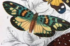 25th October 2022. Lloyd's & Kirby Moth Prints