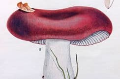 25th October 2022. Massee Mushroom Prints