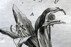 25th October 2023. Tournefort Botanical Prints