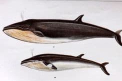 26th April 2022. Gordon Mammal Prints