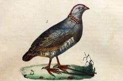 26th January 2023. Buffon Bird Prints