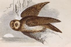 26th July 2023. Bicknell Bird Prints