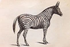 26th July 2023. Bicknell Natural History Prints