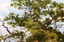 26th July 2023. Boulger Tree Prints