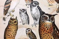 26th July 2023. Gordon Bird Prints