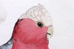 26th July 2023. Greene Bird Prints