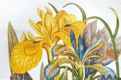 26th March 2022. Anne Pratt Botanical Prints