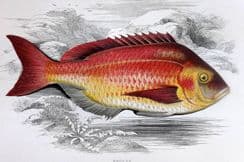 26th May 2022. Couch Fish Prints