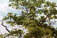 26th May 2024. Boulger Tree Prints