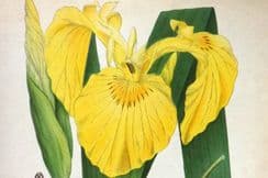 26th May 2024. Lindman Botanical Prints