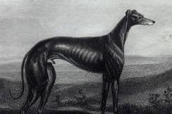 26th May 2024. Sport & Natural History Prints