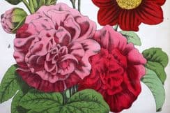 26th November 2022. Charlotte Yonge Botanical Prints