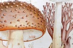 26th November 2025. Cooke Edible Fungi