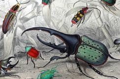 26th November 2025. Goldsmith Birds & Natural History