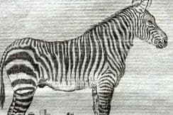 26th November 2025. Goldsmith Natural History