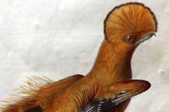 26th November 2025. Schinz & Brodtmann Birds