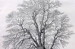 26th September 2022. Loudon Tree Prints