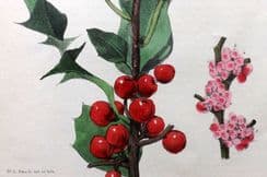 27th April 2024. Hogg & Johnson Botanical Prints